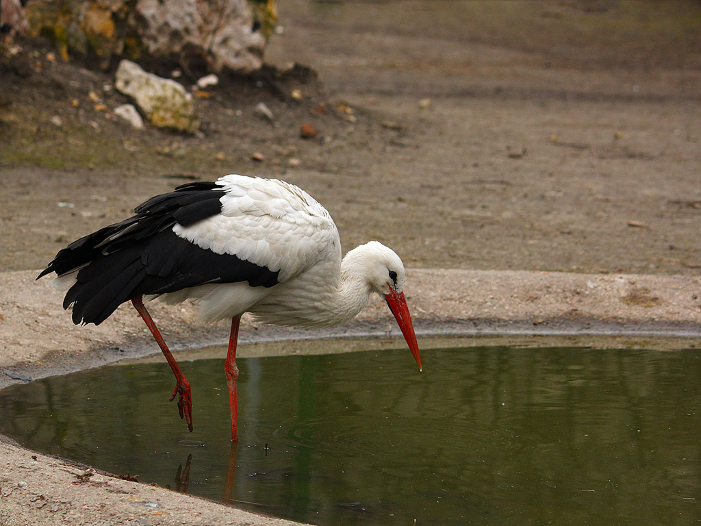 Storch 007