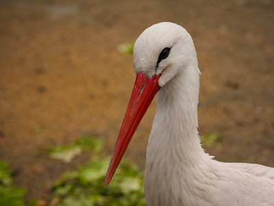 Weißstorch