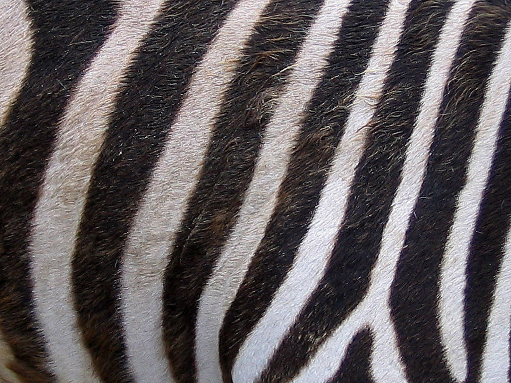 Zebra #003