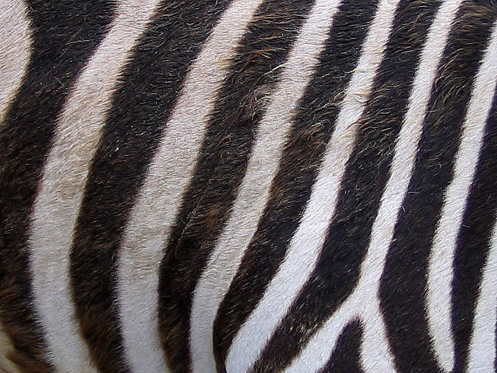 Zebrastreifen