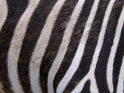Zebra - Zebrastreifen