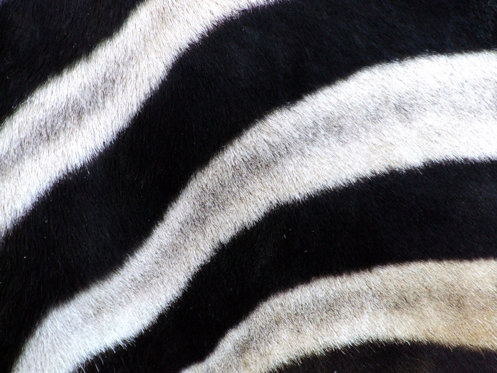 Zebra #004