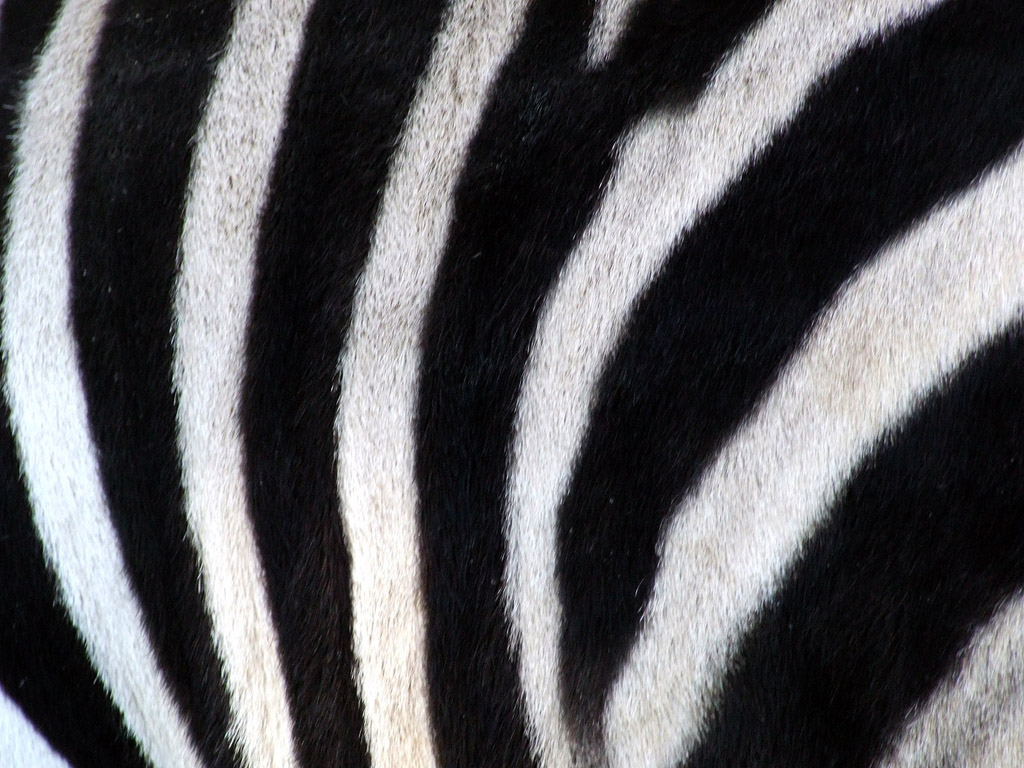 Zebra #005