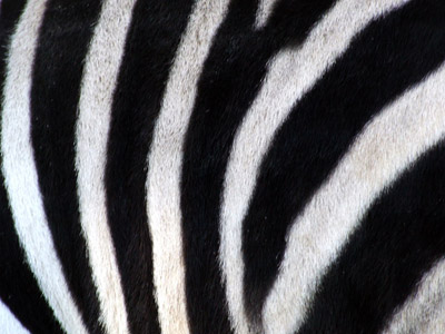 Zebra - Zebrastreifen