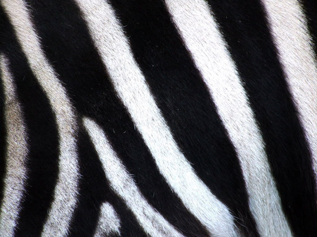 Zebra #006