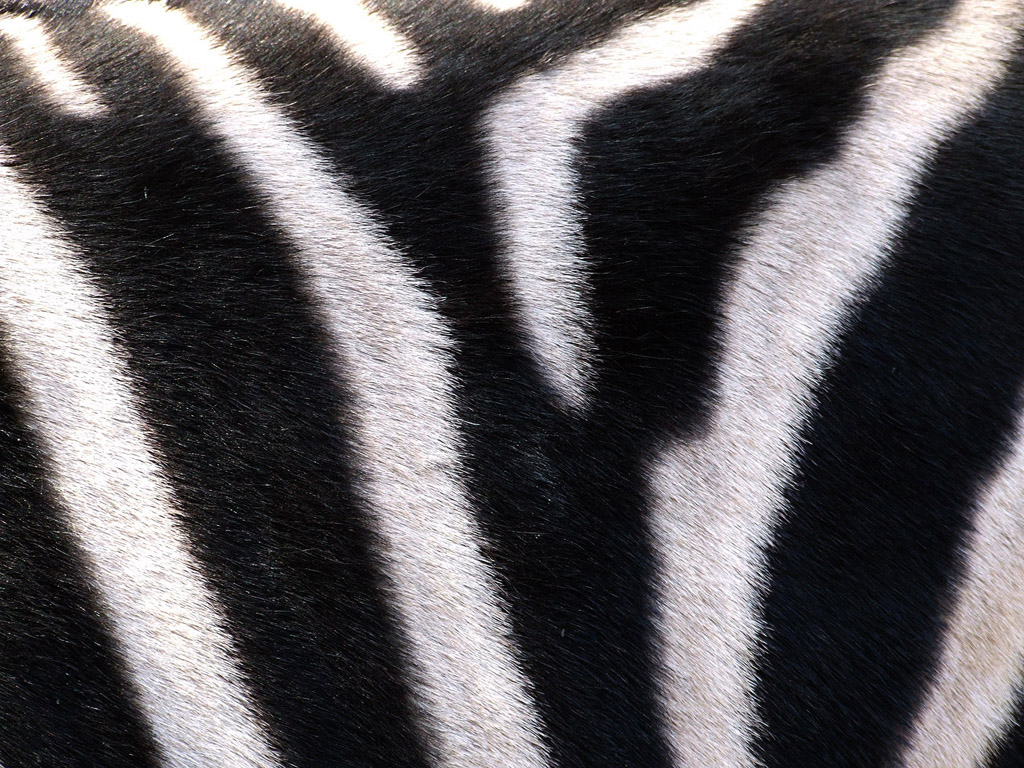 Zebra #007