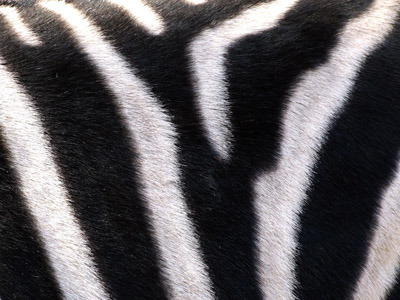 Zebra - Zebrastreifen