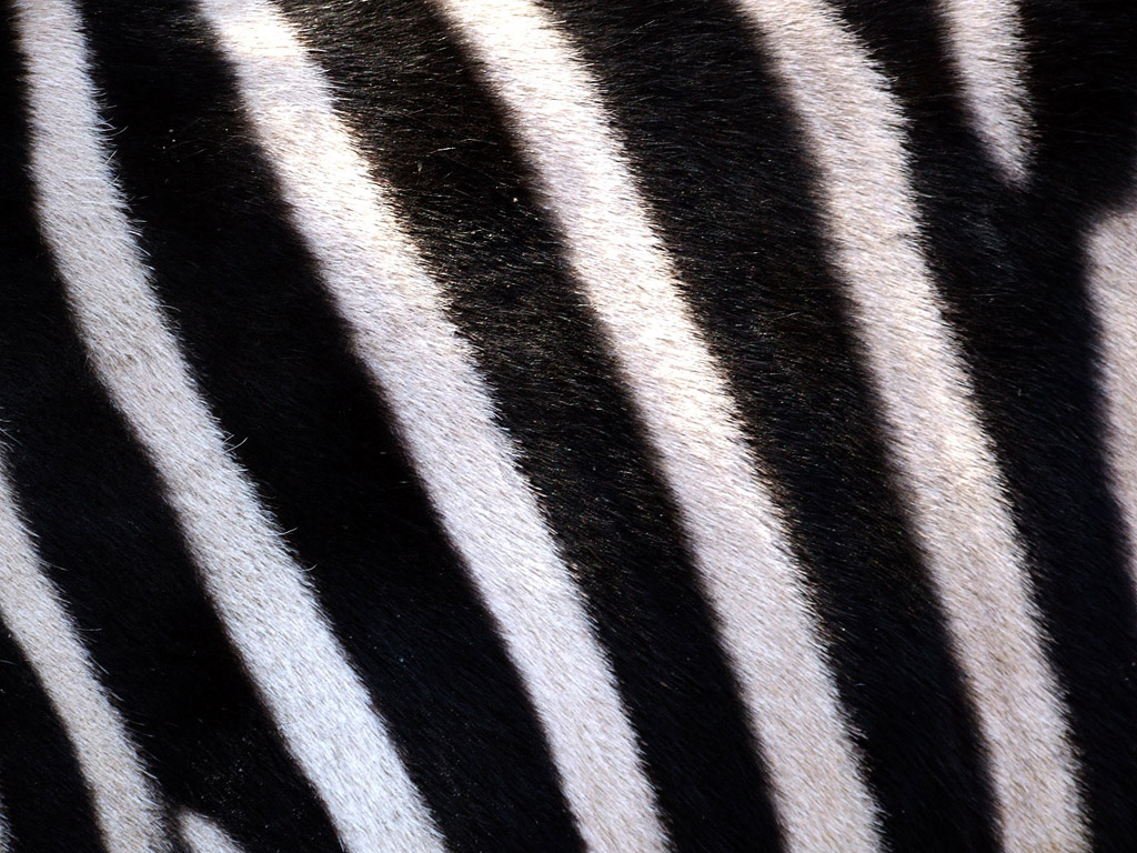 Zebra #008