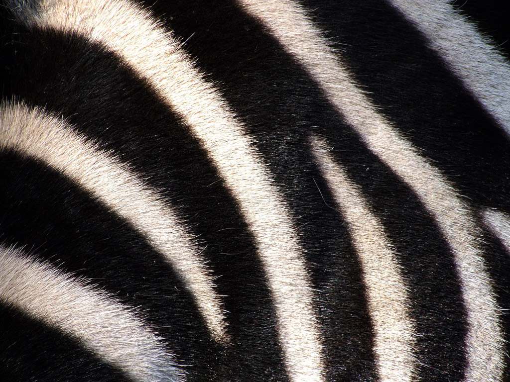 Zebra #009