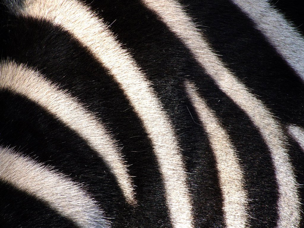 Zebrastreifen