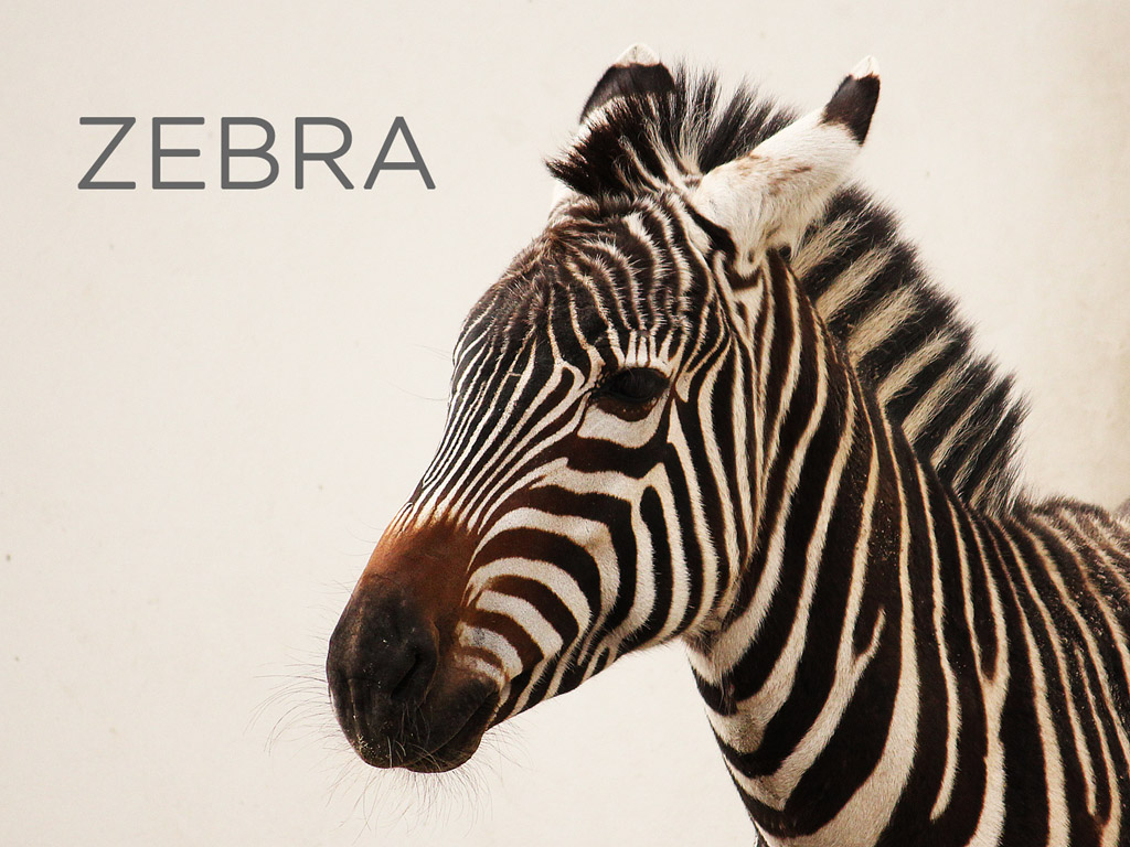 Zebra #011