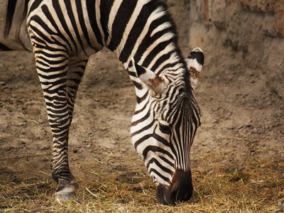 Zebra