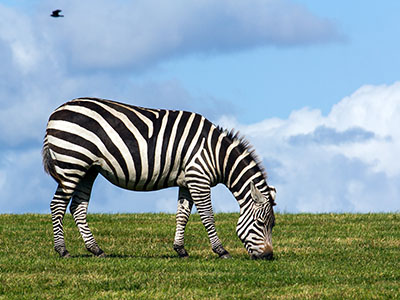 Zebra