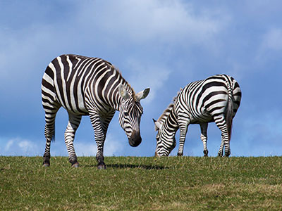 Zebra