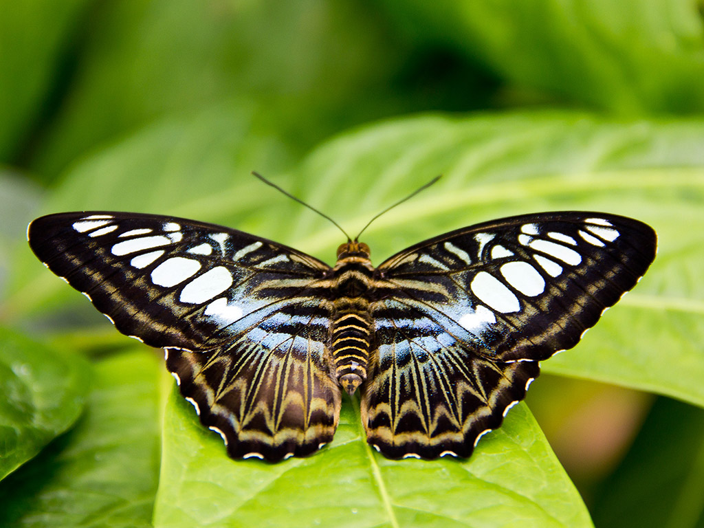 Schmetterling