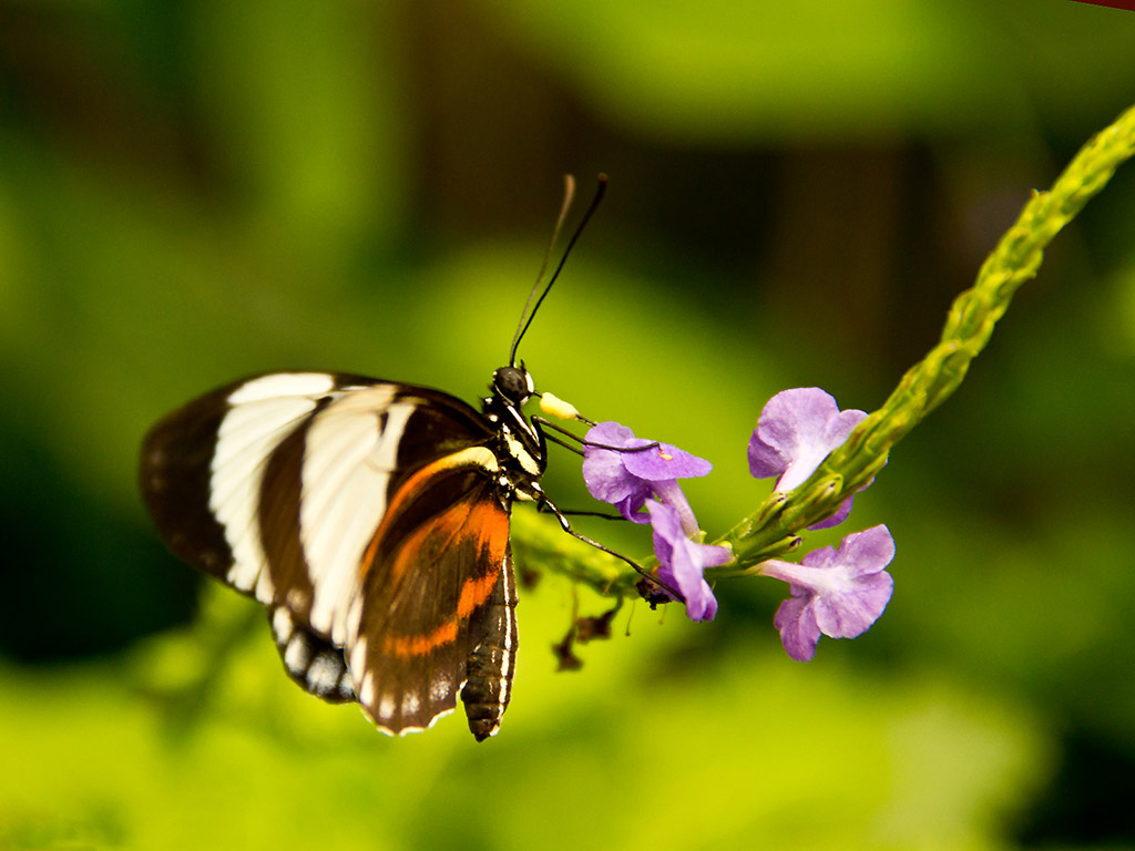 Schmetterling