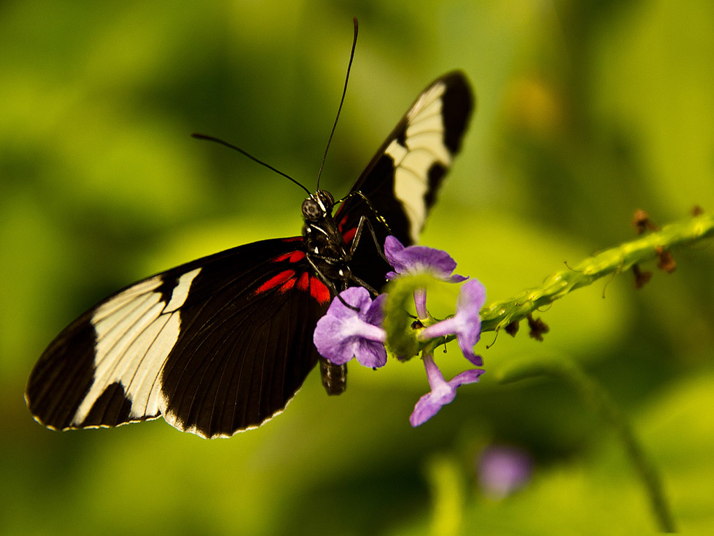 Schmetterling 103