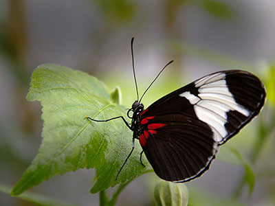 Schmetterling