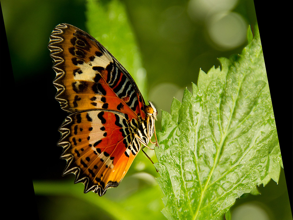 Schmetterling