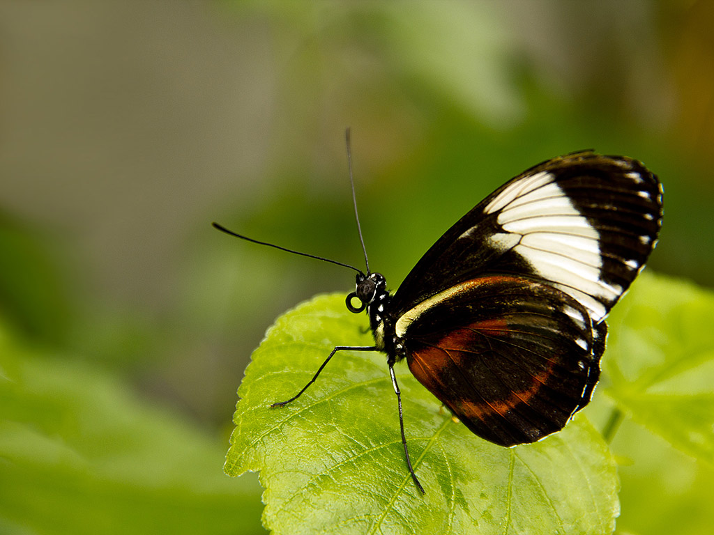 Schmetterling