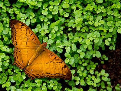 Schmetterling