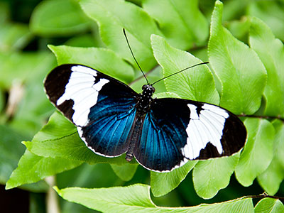 Schmetterling