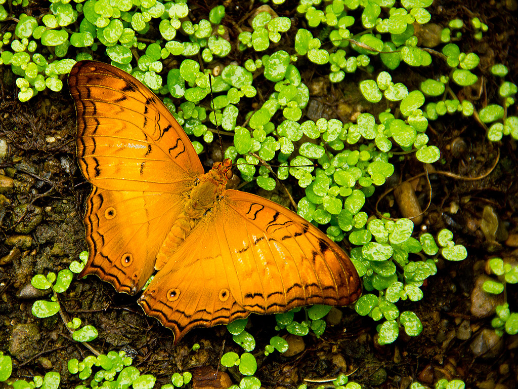 Schmetterling