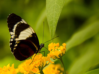 Schmetterling