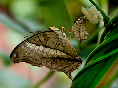 Schmetterling