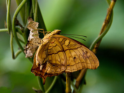 Schmetterling