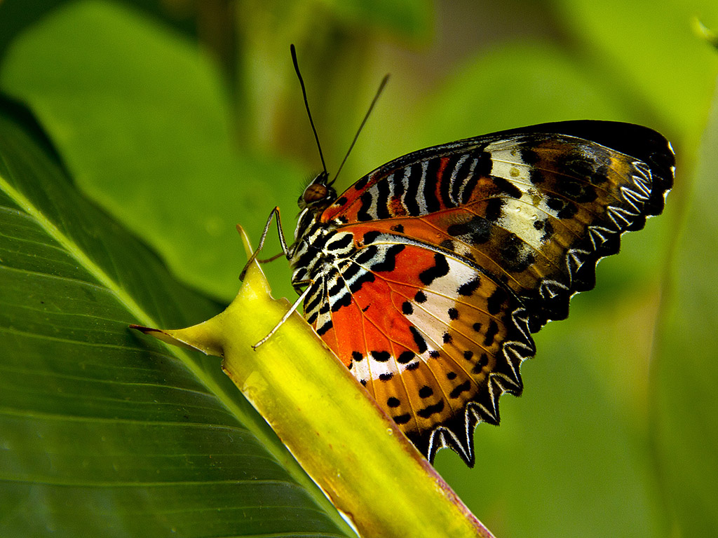 Schmetterling