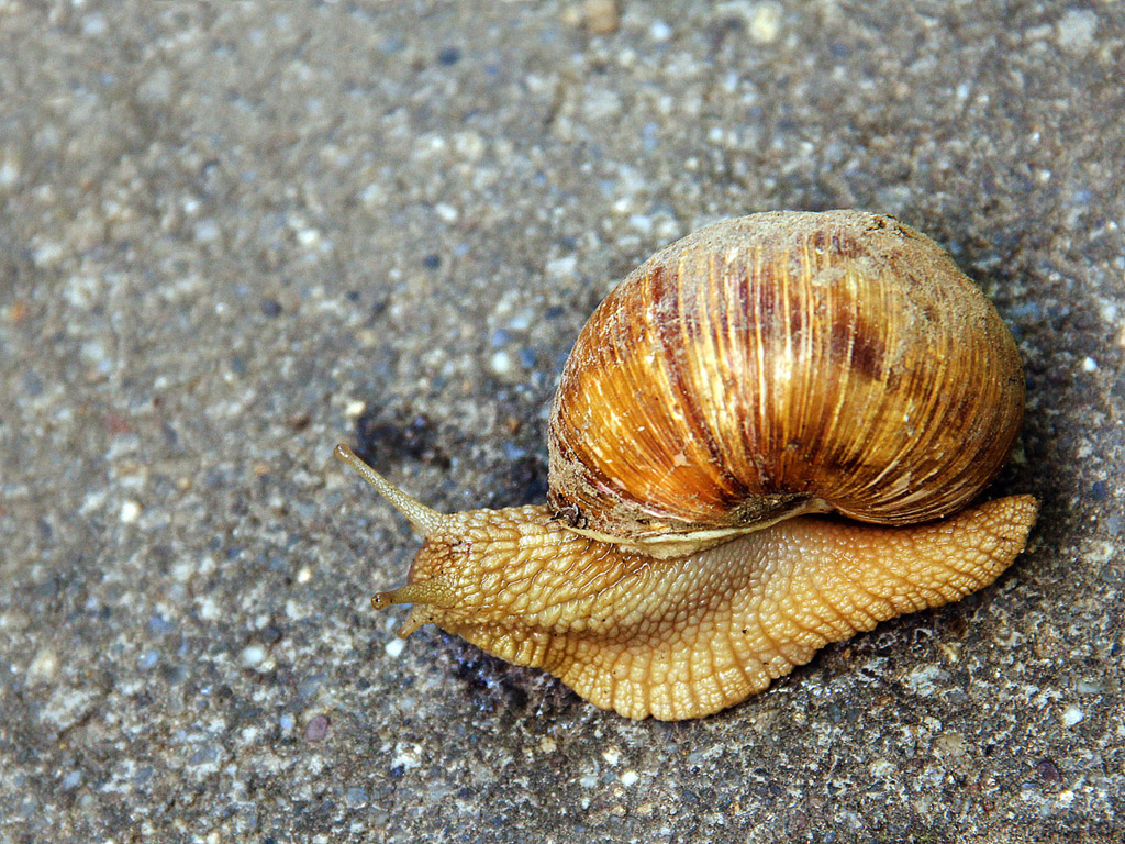 Weinbergschnecke 001