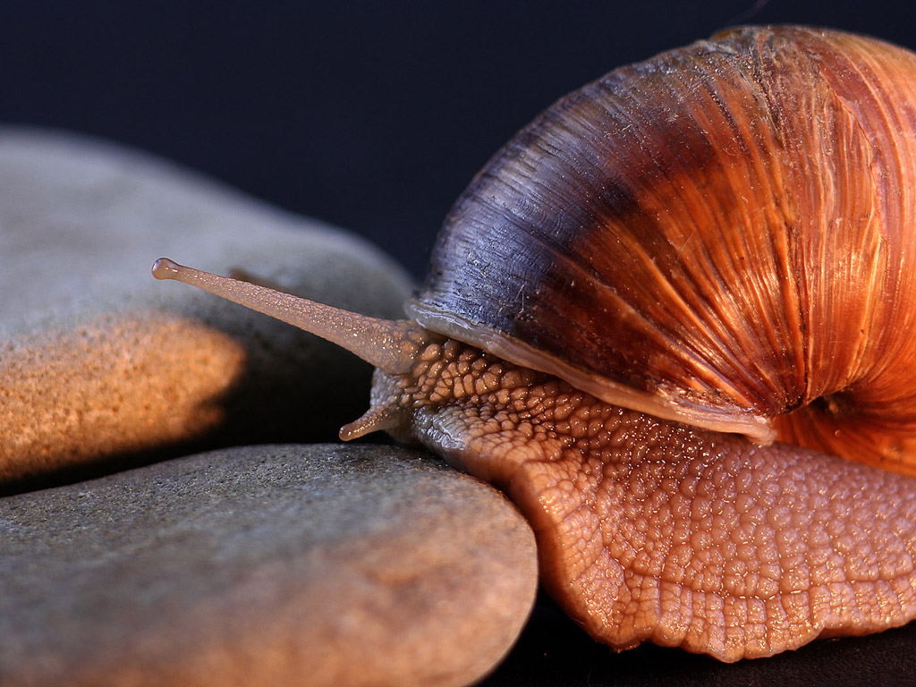 Weinbergschnecke 002