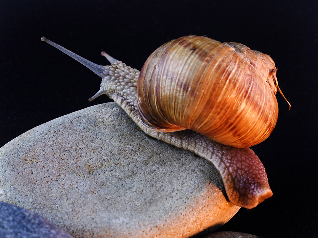 Weinbergschnecke 003