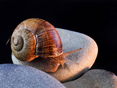 Weinbergschnecke