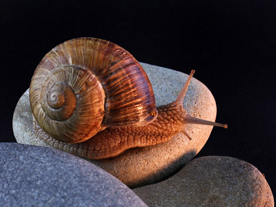 Weinbergschnecke