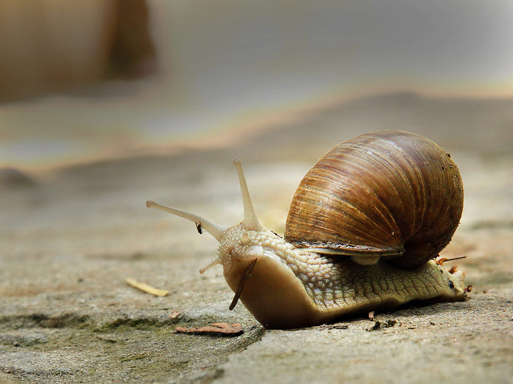 Weinbergschnecke