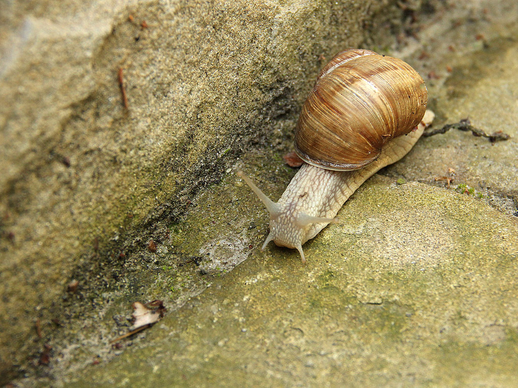 Weinbergschnecke