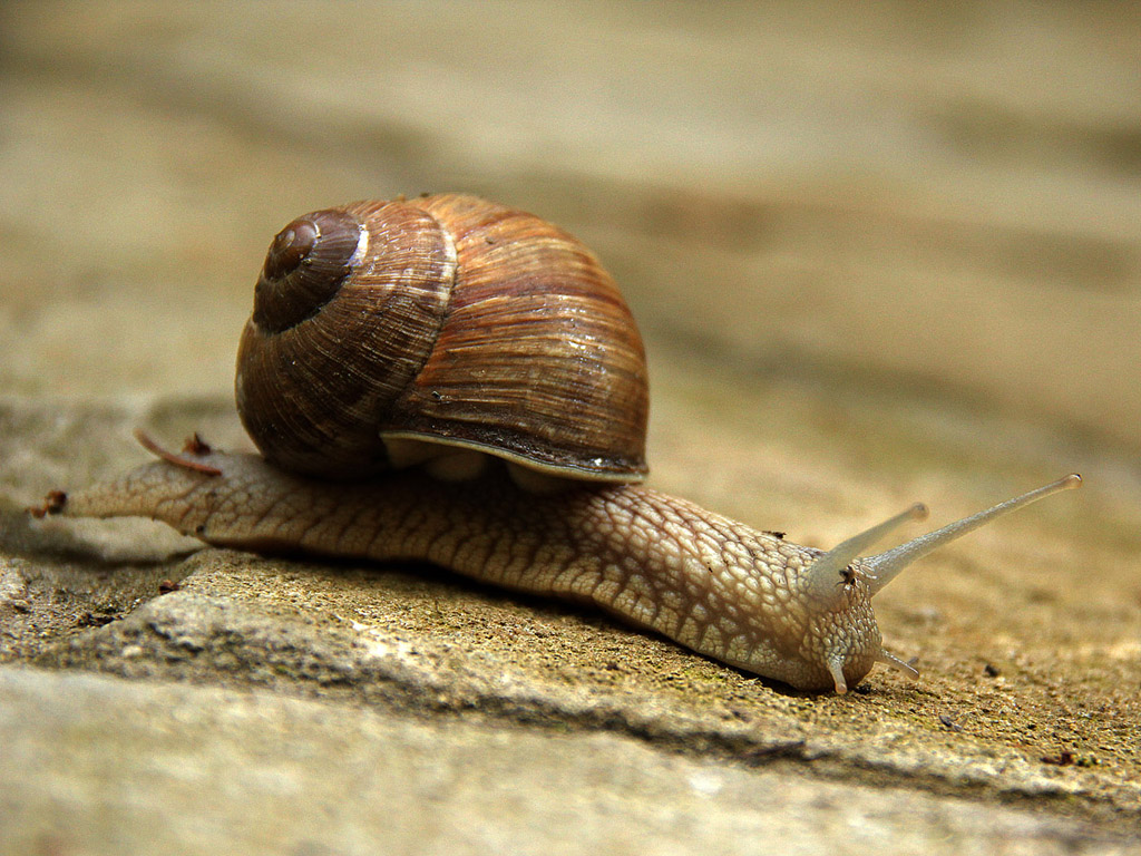 Weinbergschnecke