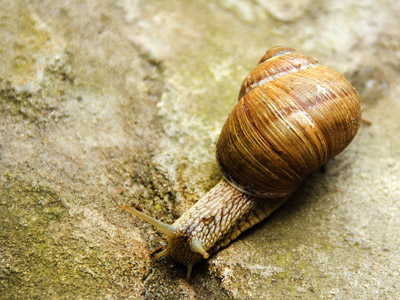 Weinbergschnecke