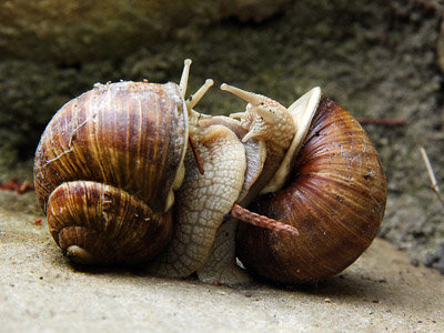 Weinbergschnecke