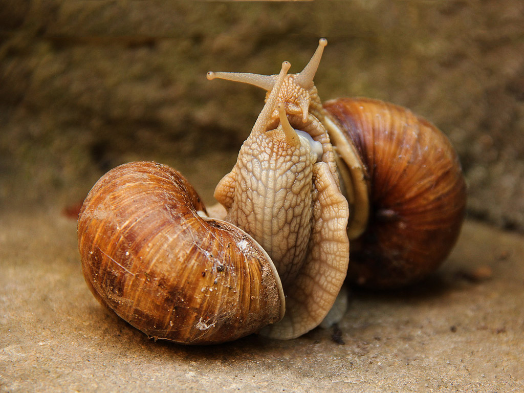 Weinbergschnecke 012