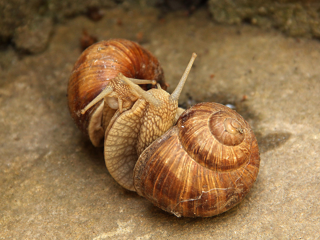 Weinbergschnecke 013