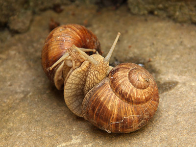 Paarung der Weinbergschnecke