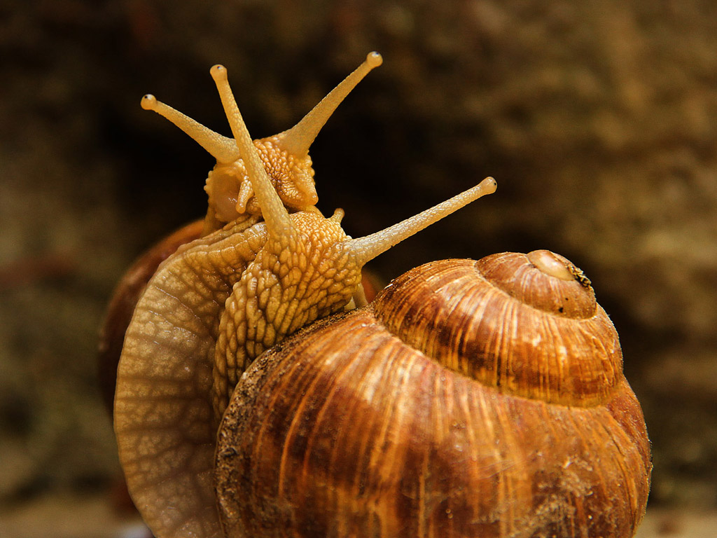 Weinbergschnecke 014