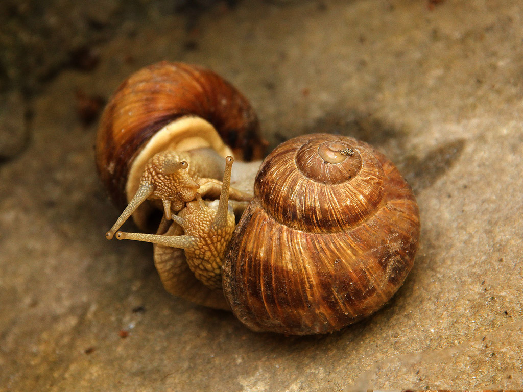 Paarung der Weinbergschnecke