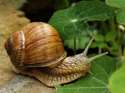 Weinbergschnecke