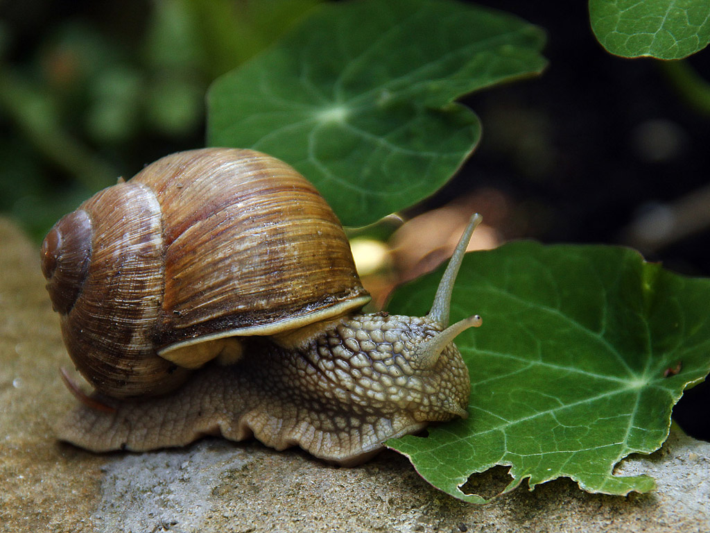 Weinbergschnecke 017