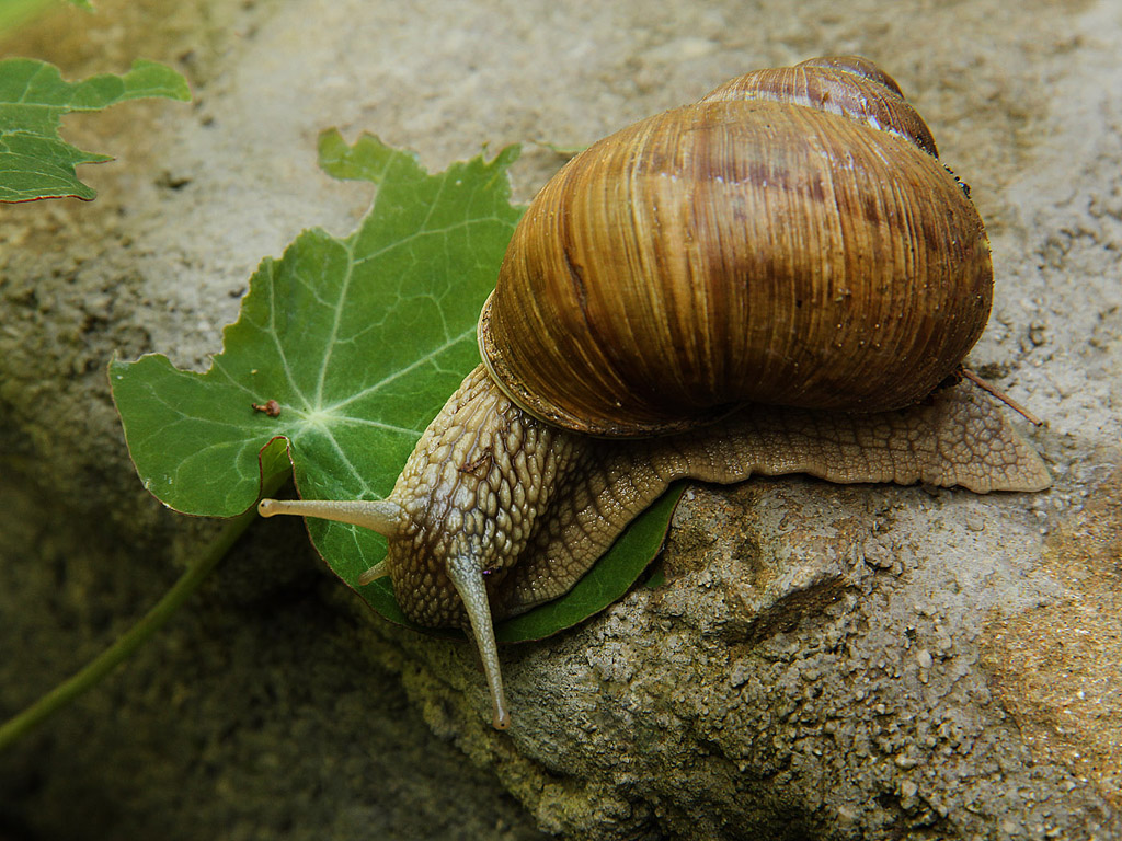 Weinbergschnecke 018