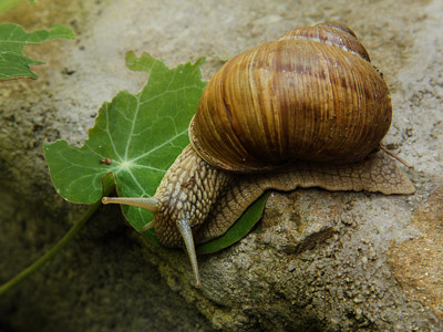 Weinbergschnecke